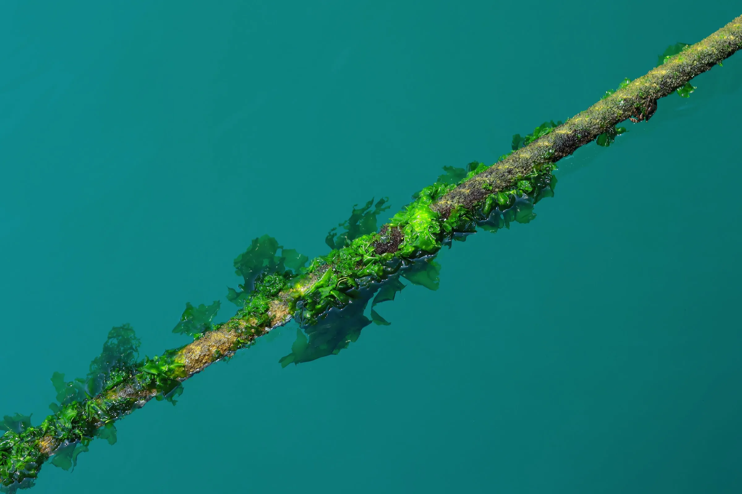 Bright green algae growing on a rope in clear teal water