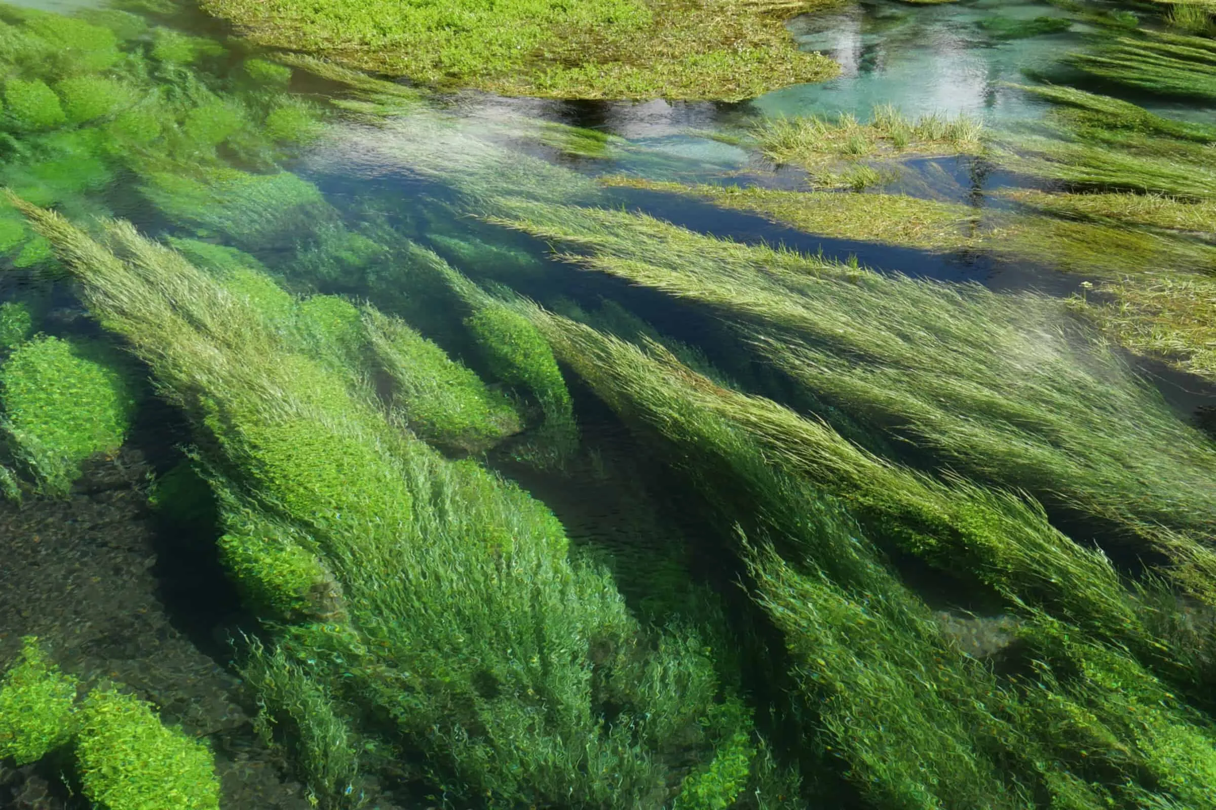 Green water plants streaming in a clear river
